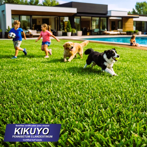 producto mezcla semillas pennisetum clandestinum kikuyo