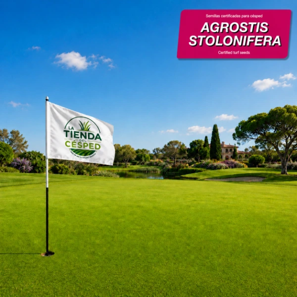 agrostis stolonifera portada1 1
